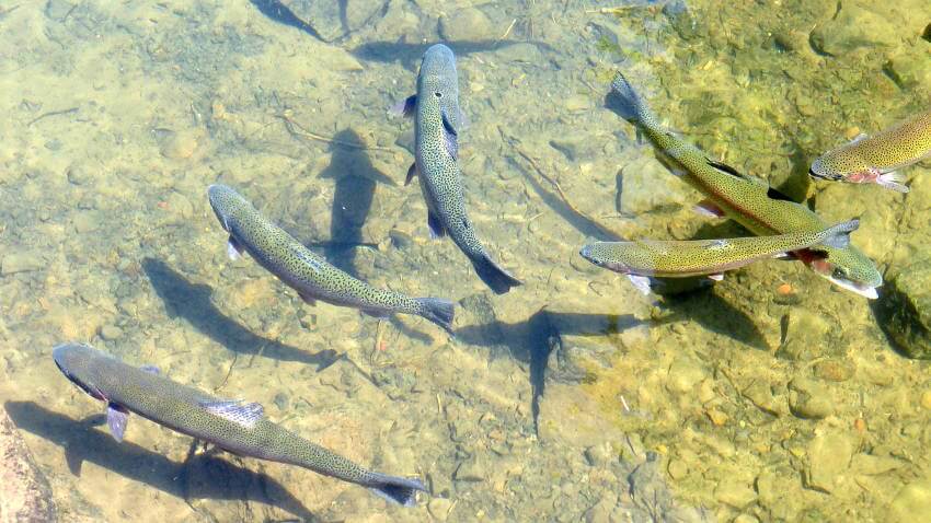 Forellen im Teich