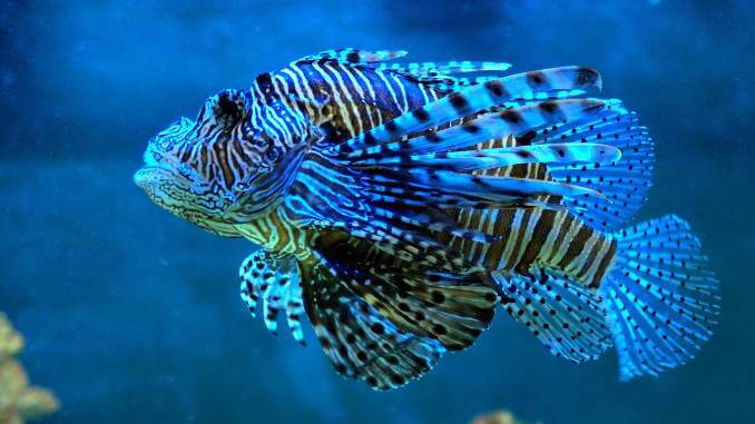 Tropische Fische sind faszinierend