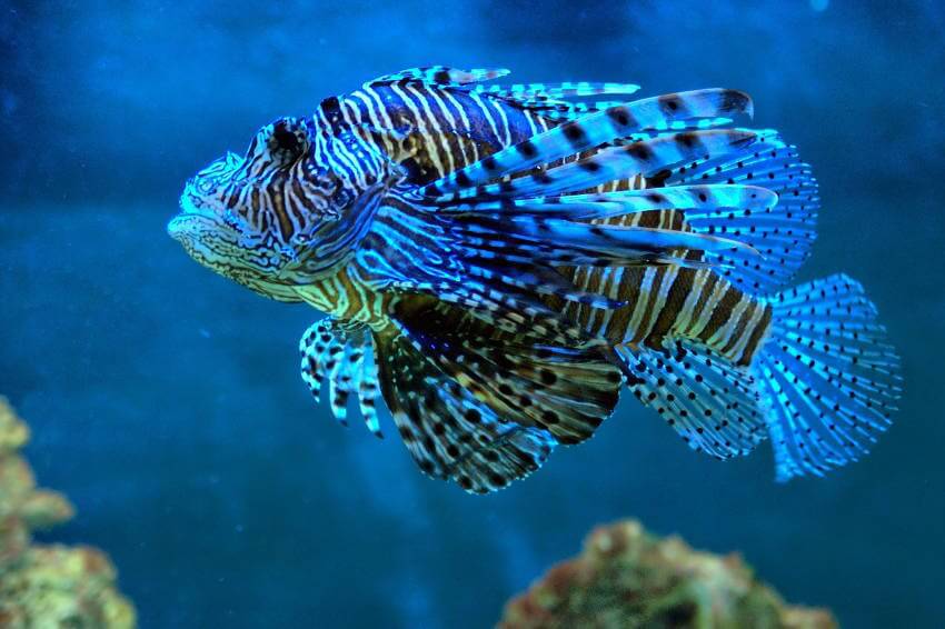 Tropsische Fische sind faszinierend