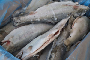 Tiefgefrorene Forellen